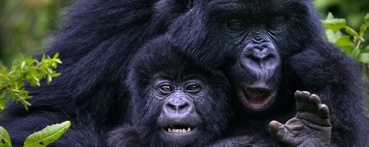 How Hard Is the Gorilla Trek in Rwanda?