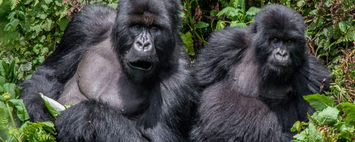 What Is the Cheapest Way to See Gorillas?