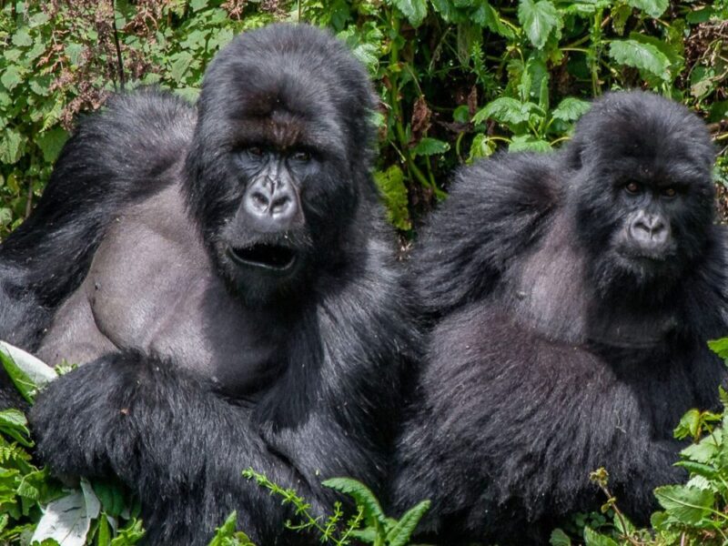 What Is the Cheapest Way to See Gorillas?