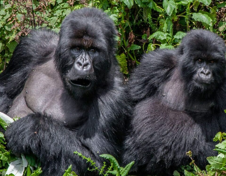 What Is the Cheapest Way to See Gorillas?