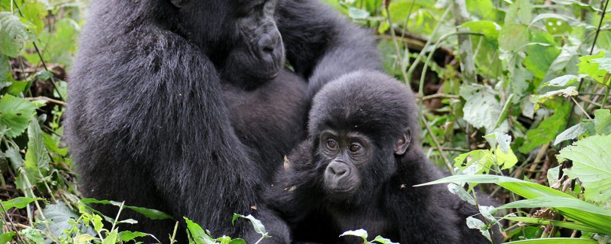What is the Cheapest Way to See Gorillas in Uganda?