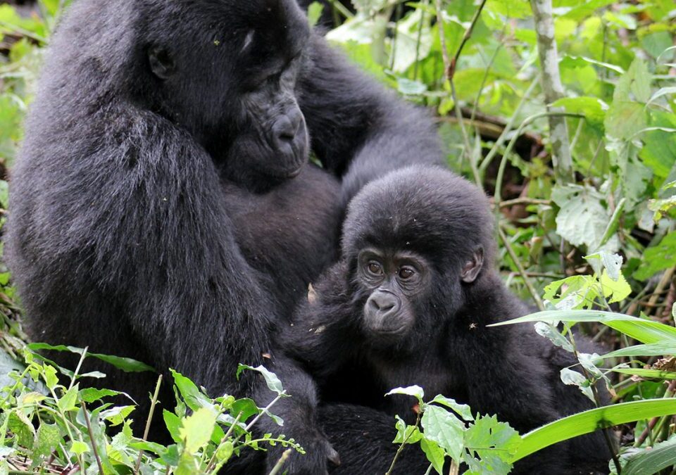 What is the Cheapest Way to See Gorillas in Uganda?