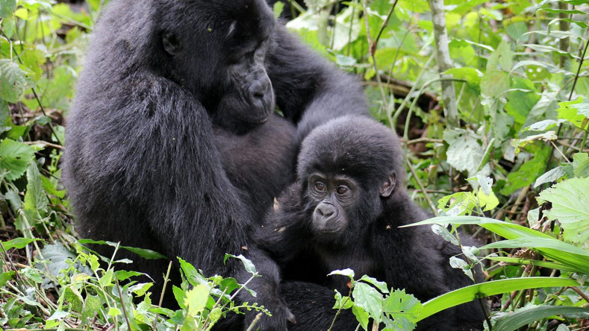 Gorilla Families in Bwindi Guide