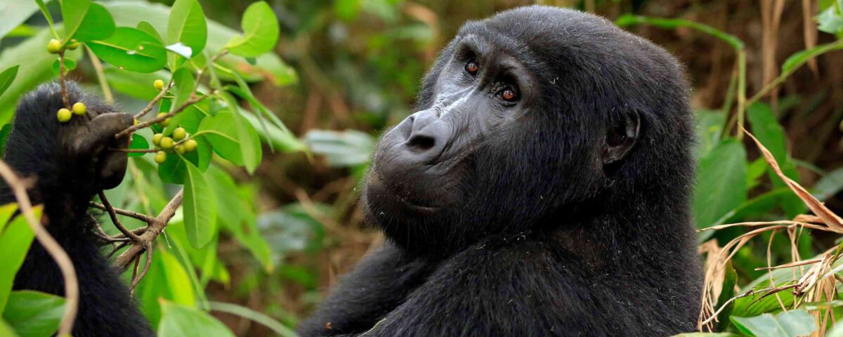 What is the Minimum Age for Gorilla Trekking?