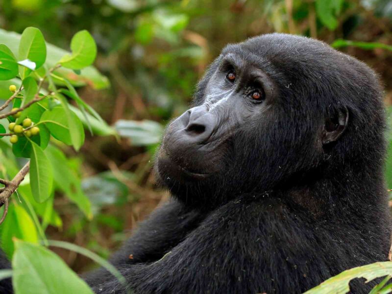 What is the Minimum Age for Gorilla Trekking?