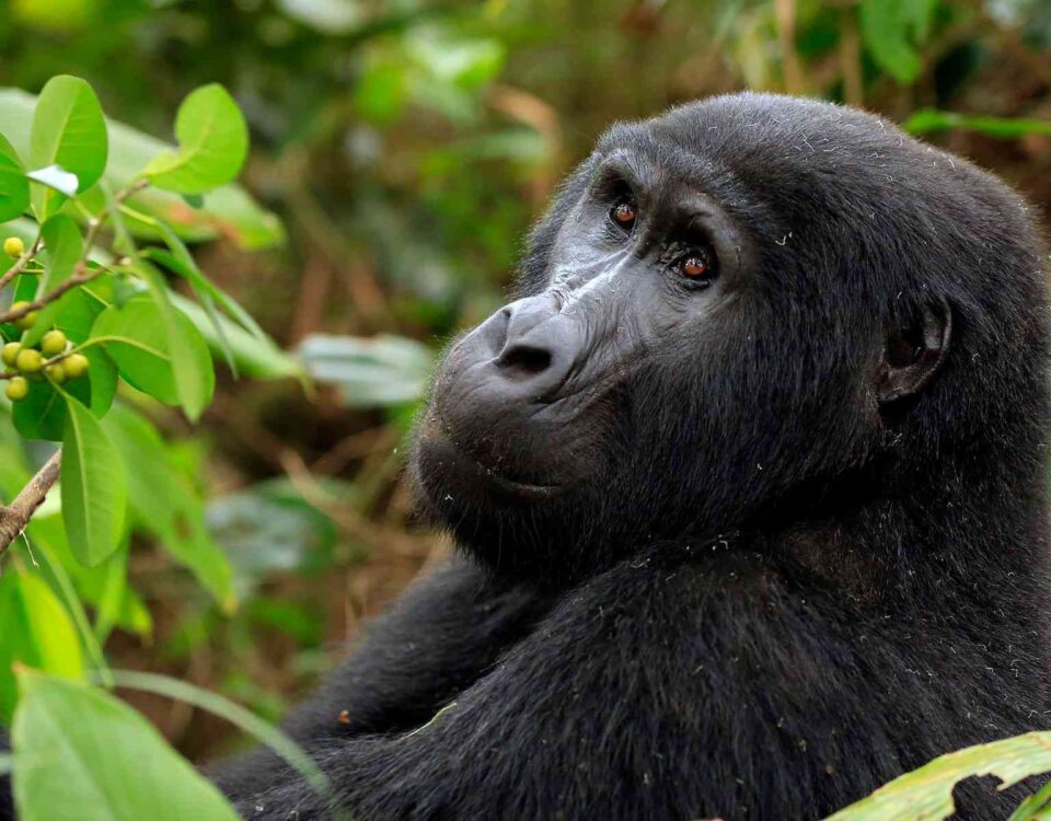What is the Minimum Age for Gorilla Trekking?
