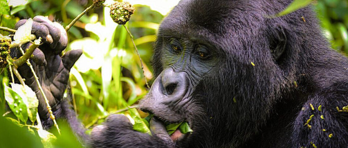 Is Uganda or Rwanda Better for Gorilla Trekking?