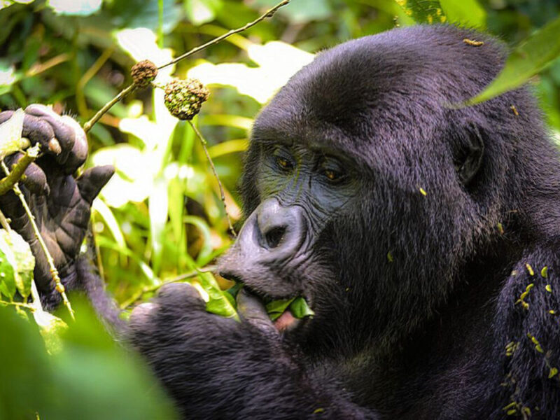 Is Uganda or Rwanda Better for Gorilla Trekking?