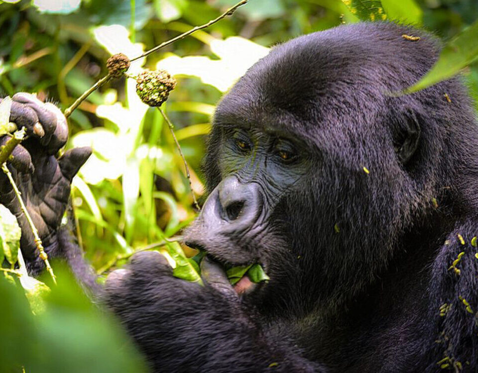 Is Uganda or Rwanda Better for Gorilla Trekking?