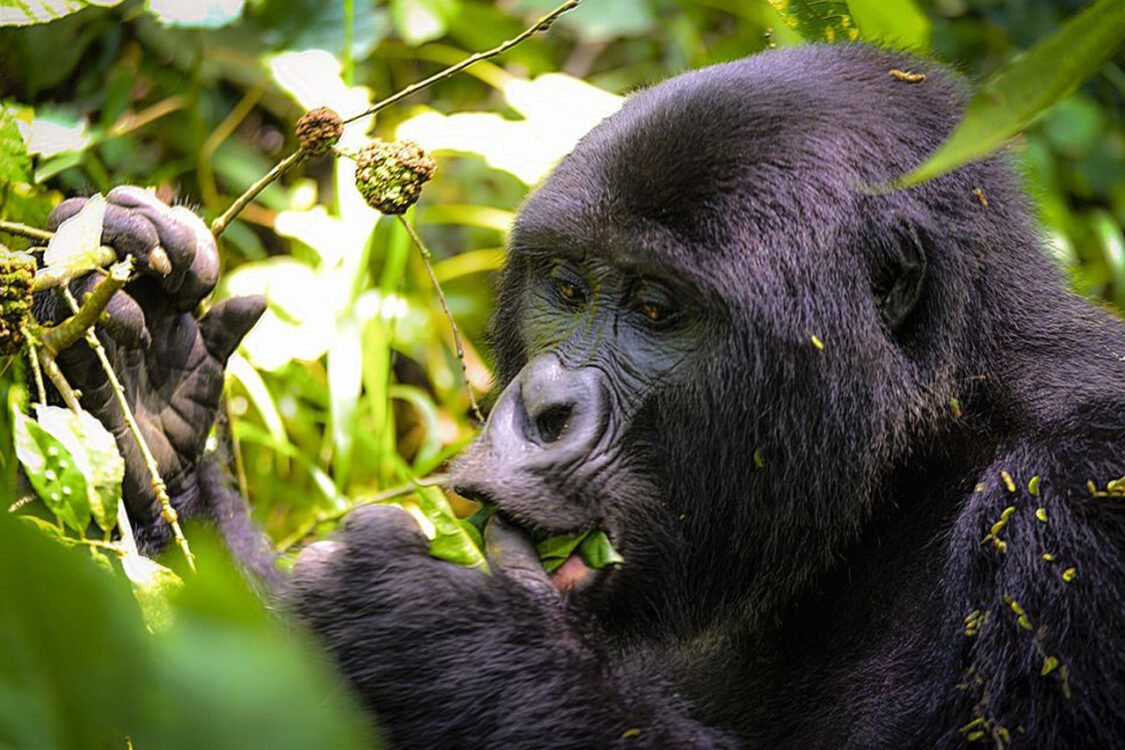 Cultural Encounters Around Bwindi