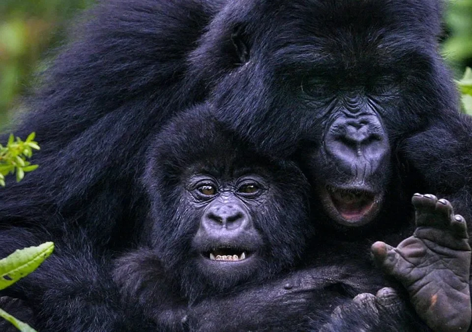 How Hard Is the Gorilla Trek in Rwanda?