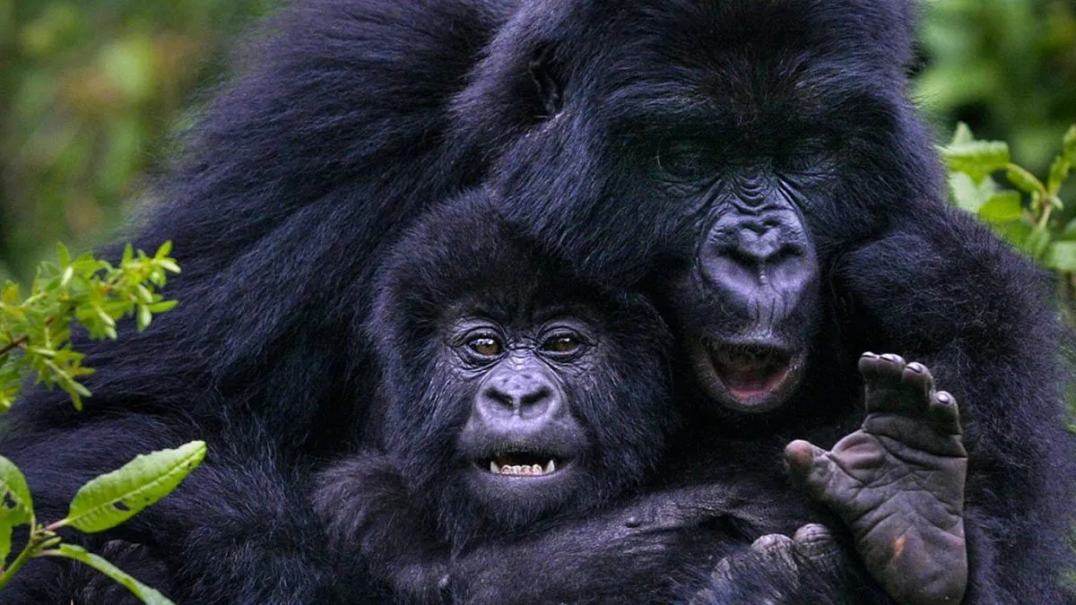 Gorilla Families in Bwindi Guide