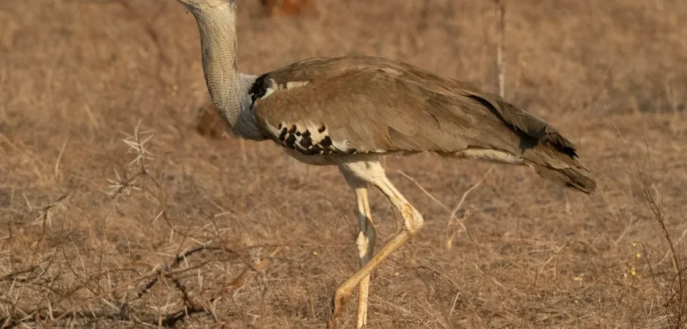 Kenya Birding Safaris