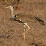 Kenya Birding Safaris