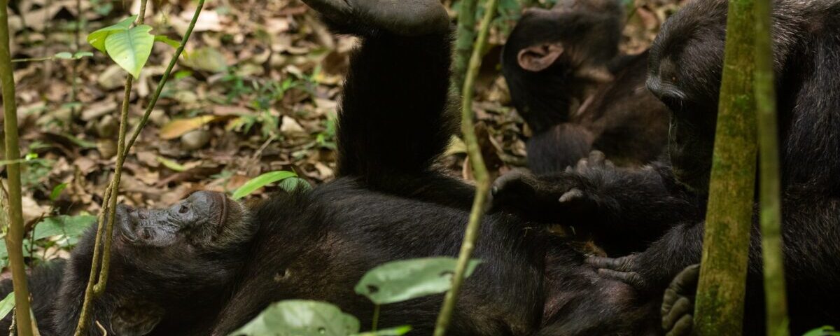 Is Chimpanzee Trekking Ethical?