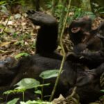 Is Chimpanzee Trekking Ethical?