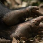 How Long Does It Take for a Chimpanzee to Walk?