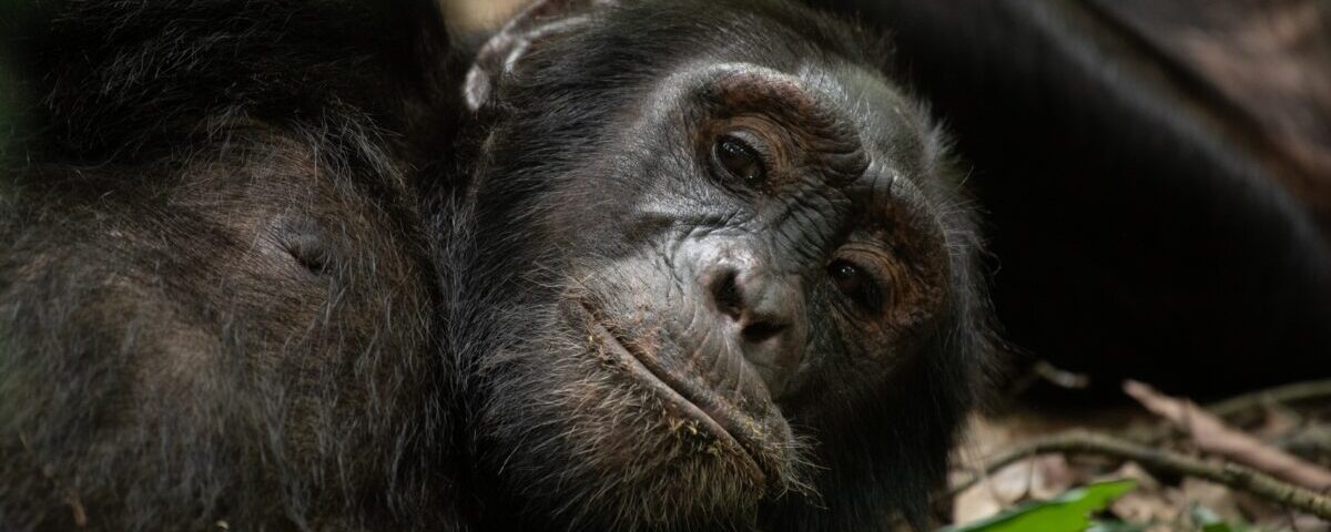 Garamba National Park