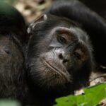 Garamba National Park