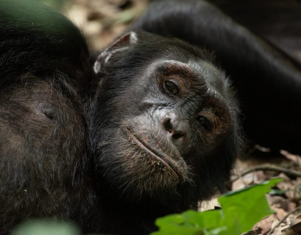 Garamba National Park