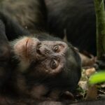 How Old Do You Have to Be to Gorilla Trek in Uganda?