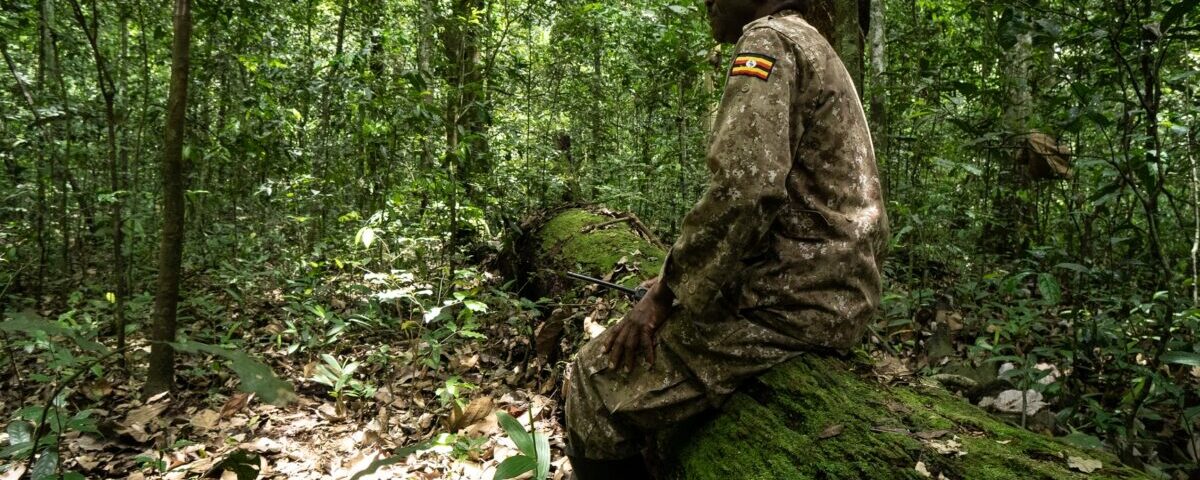 How Much Does It Cost to Trek Golden Monkey in Rwanda?
