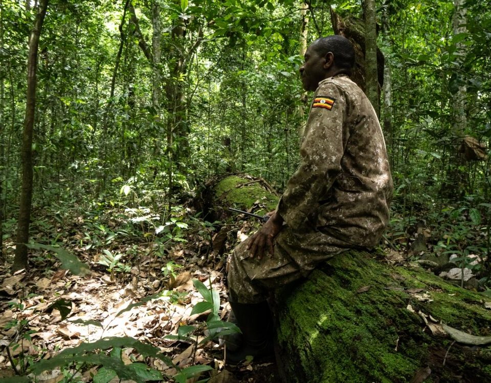 How Much Does It Cost to Trek Golden Monkey in Rwanda?