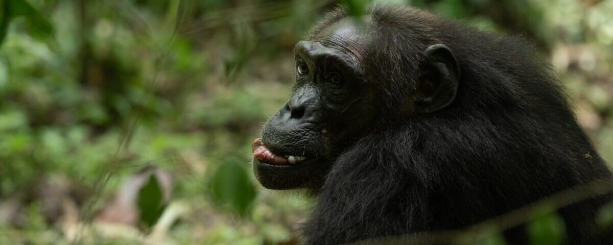 Burundi Safaris