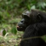 Burundi Safaris