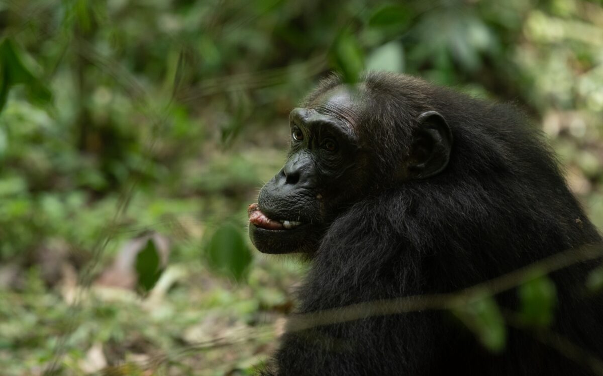 Bigodi Wetland Sanctuary and Primate Walk