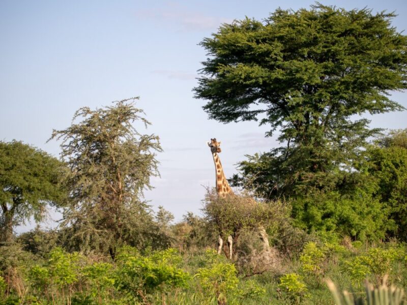 4 Days Lake Mburo National Park