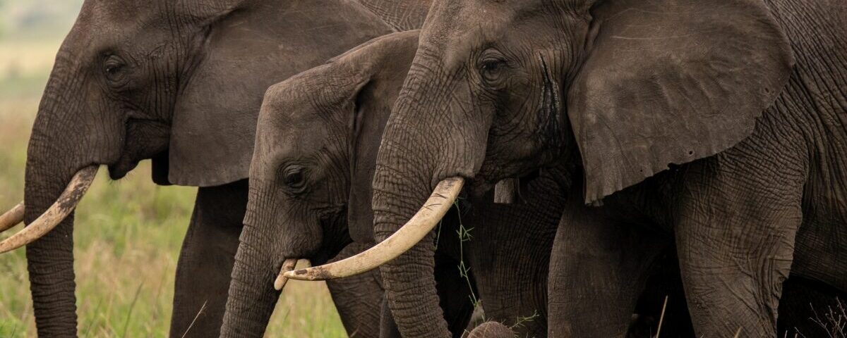 7 Days Rwanda Uganda Tour