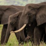 7 Days Rwanda Uganda Tour