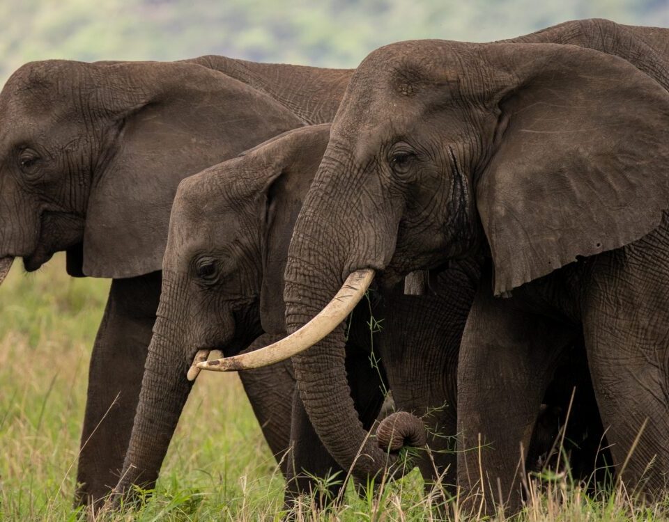 7 Days Rwanda Uganda Tour