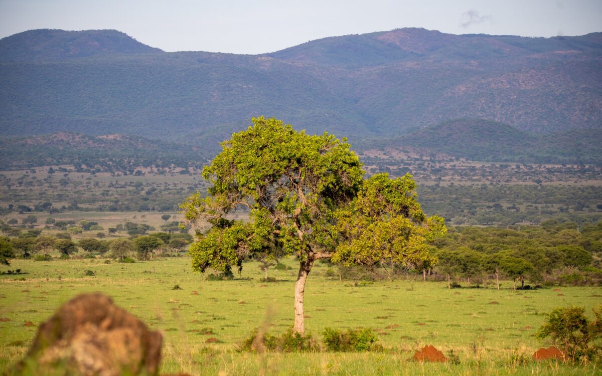 Mountain Hiking in Uganda