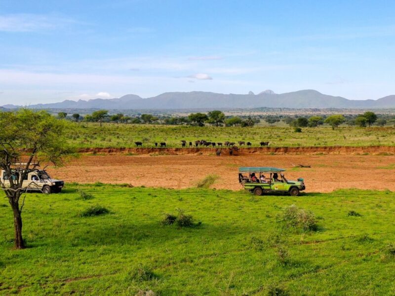 East Africa Safari Options