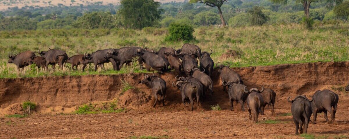 8 Days Kenya Uganda Luxury Safari