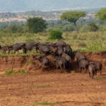 8 Days Kenya Uganda Luxury Safari