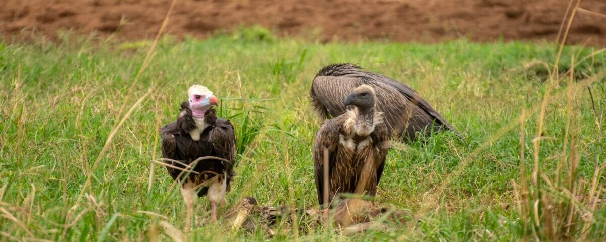 Rare Birds in the Rift Valley Region
