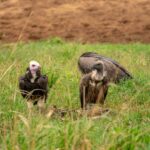 Rare Birds in the Rift Valley Region