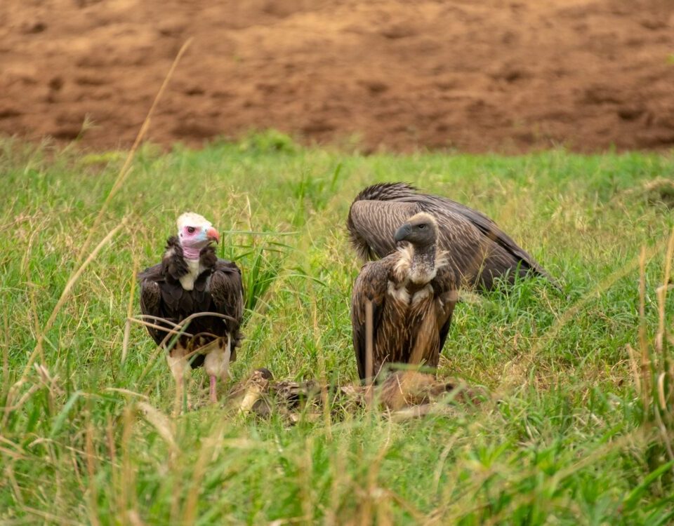 Rare Birds in the Rift Valley Region