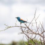 Semuliki National Park