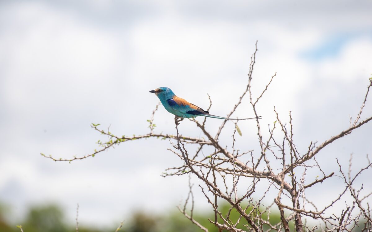 Semuliki National Park