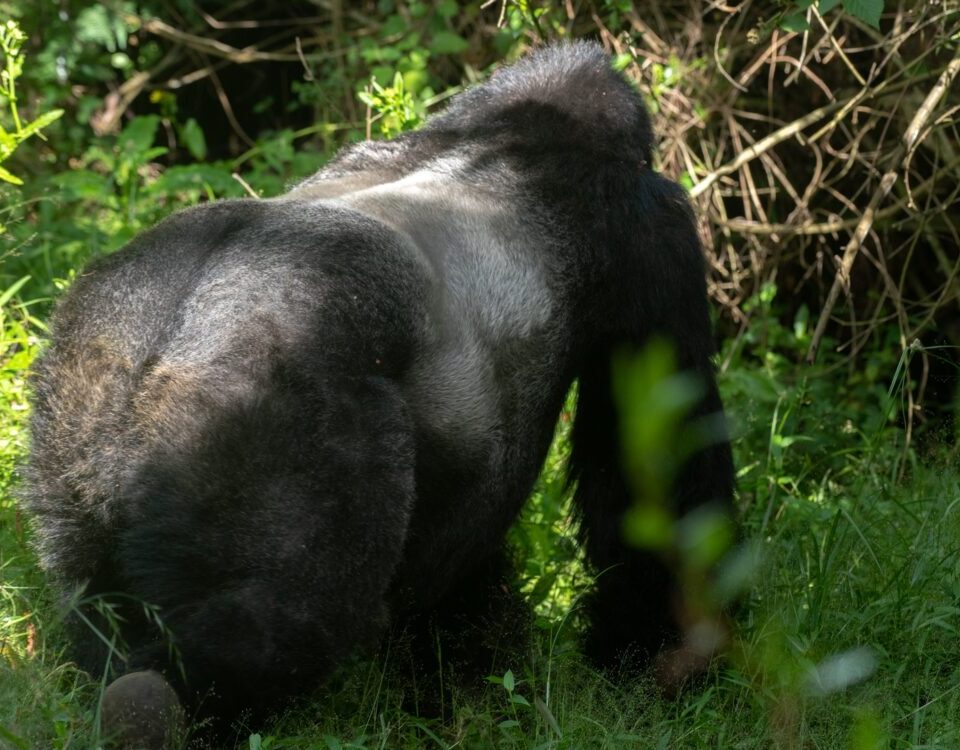Uganda Travel Advice