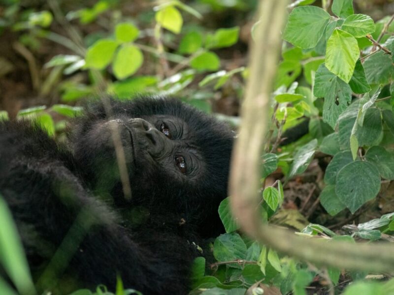 1 Day Rwanda Gorilla Trek Tour