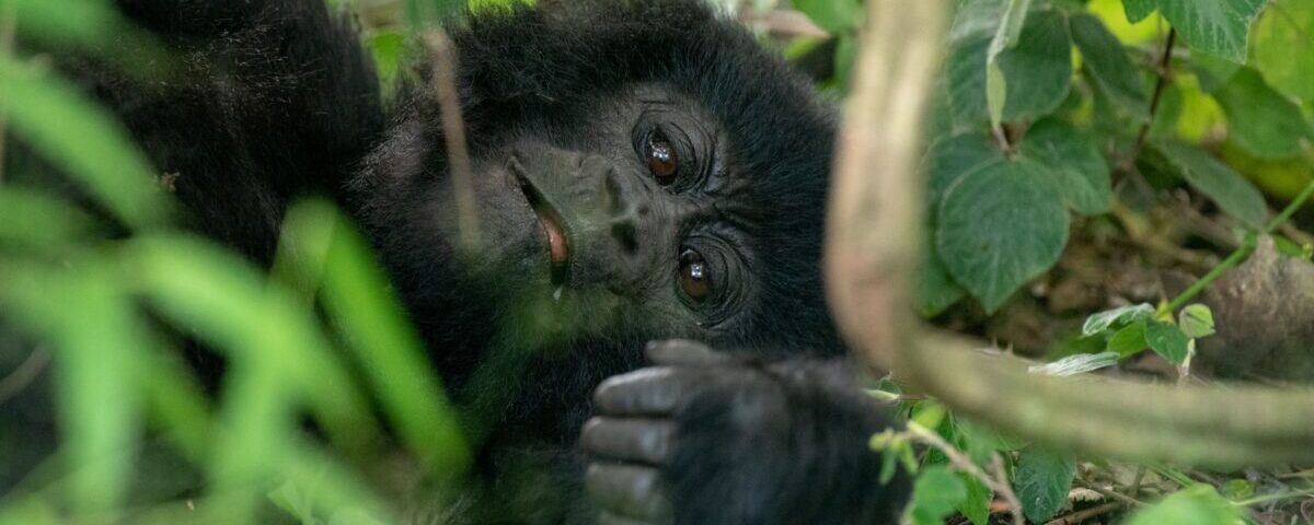 7 Days Highlights of Rwanda Safari