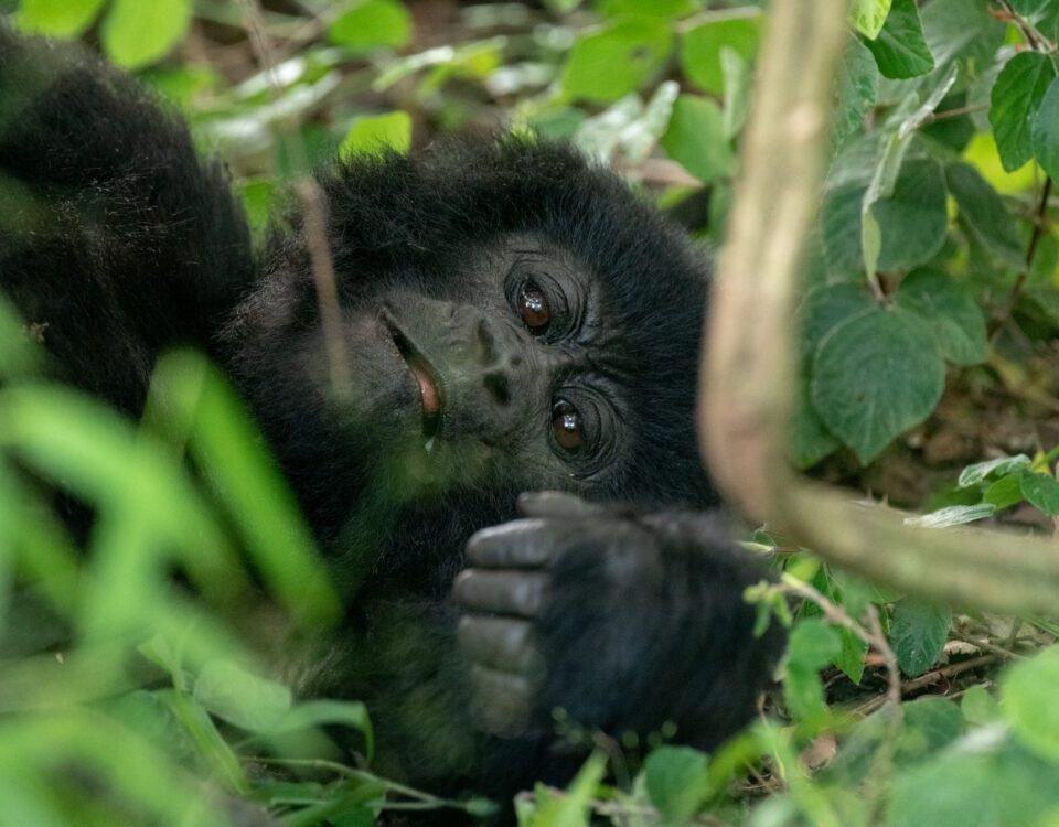 7 Days Highlights of Rwanda Safari
