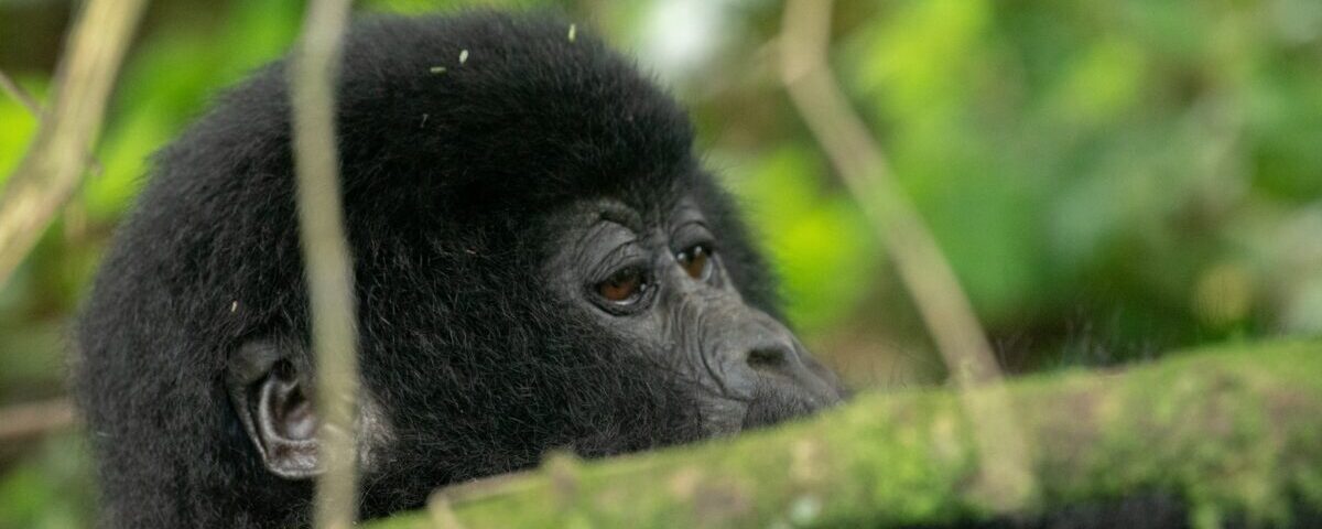 7 Days Rwanda Safaris