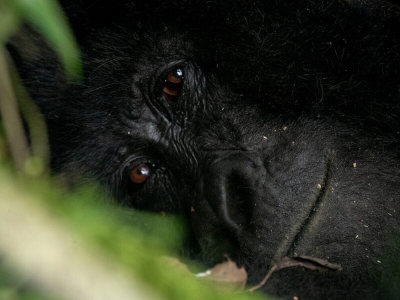 4 Days Luxury Rwanda Gorilla Safari