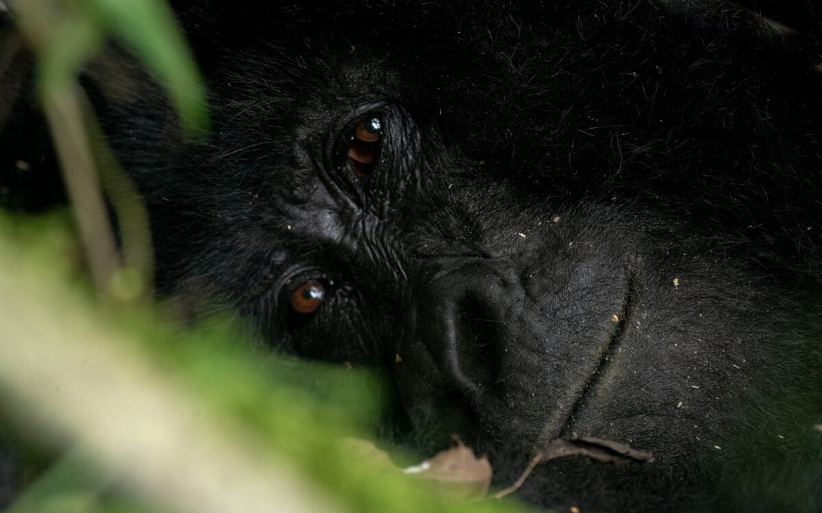 4 Days Luxury Rwanda Gorilla Safari